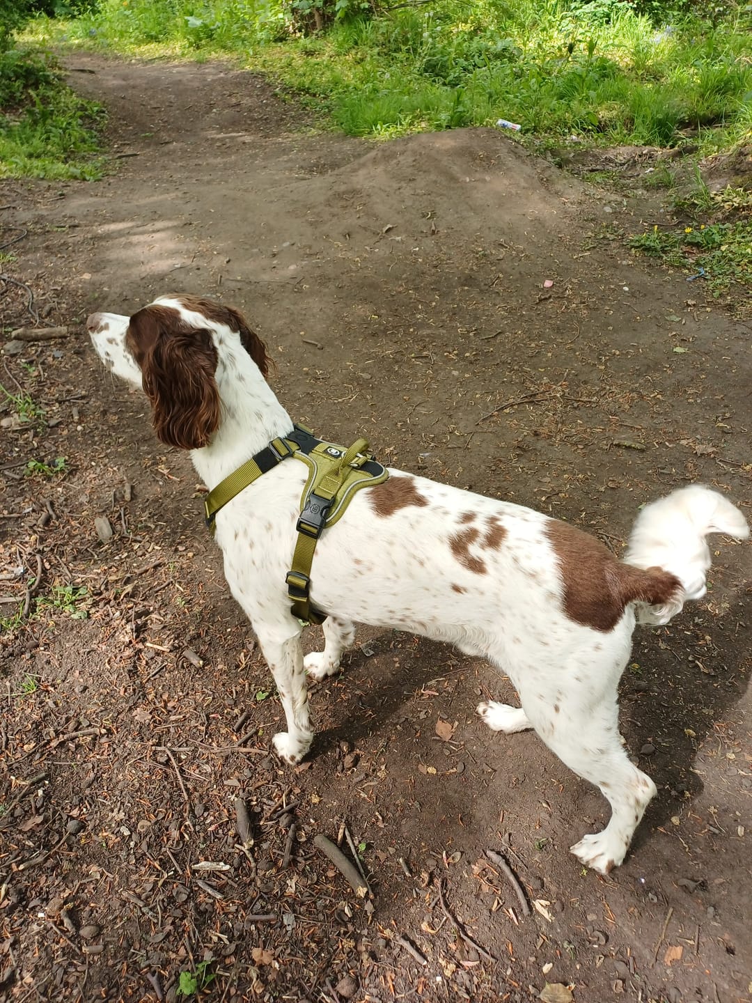 Customer photo review of Anti Pull Hurricane Harness Lighter | With Handle - Olive Green