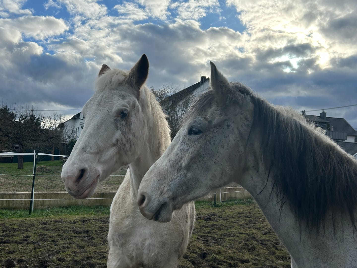 Customer photo review of Allergietest Plus Pferd