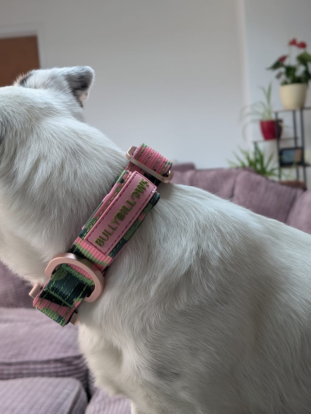 Customer photo review of 2.5cm Lighter Combat® Collar | Pink Camouflage