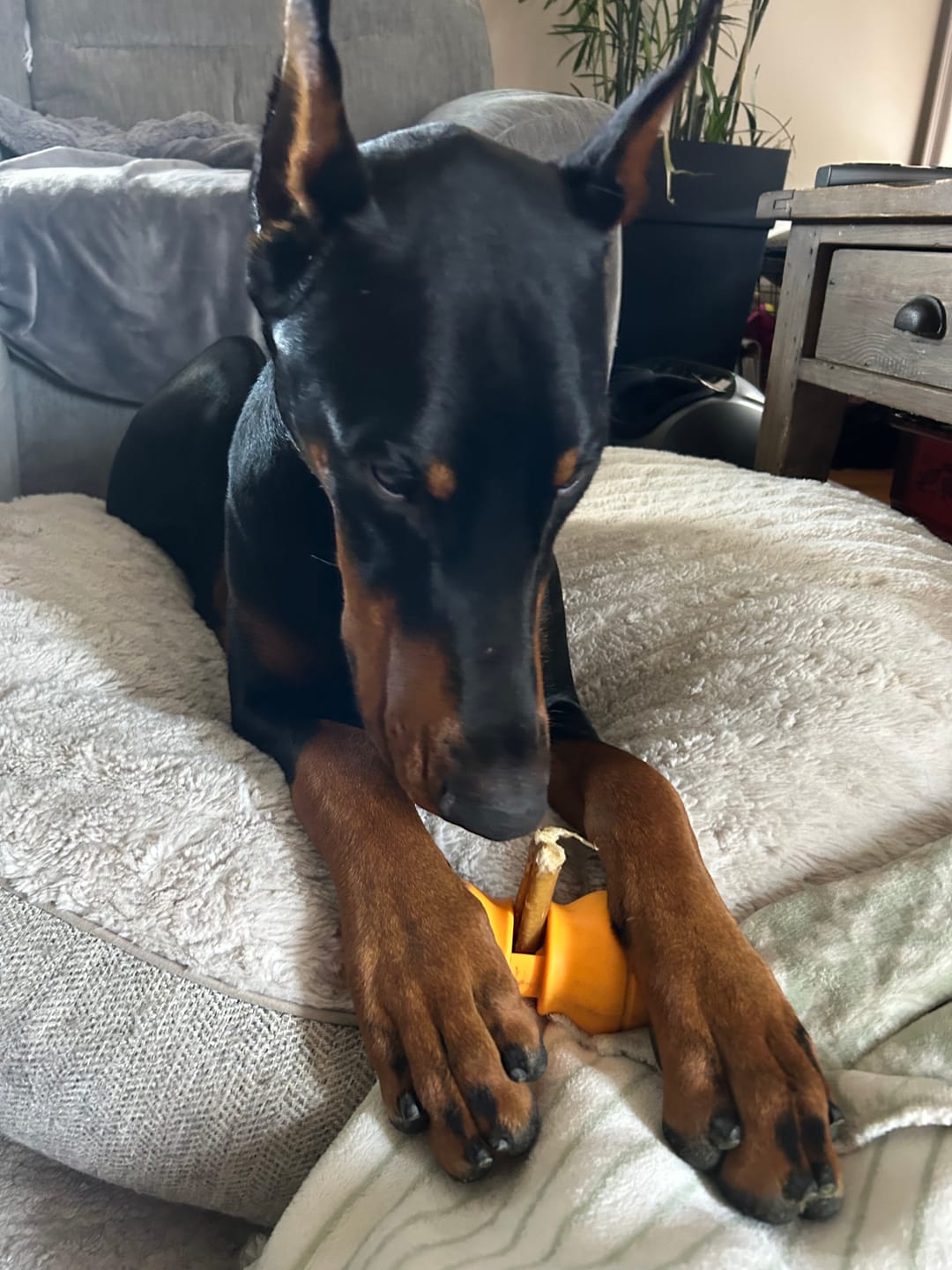 Customer photo review of 12 Inch Jumbo Bully Stick