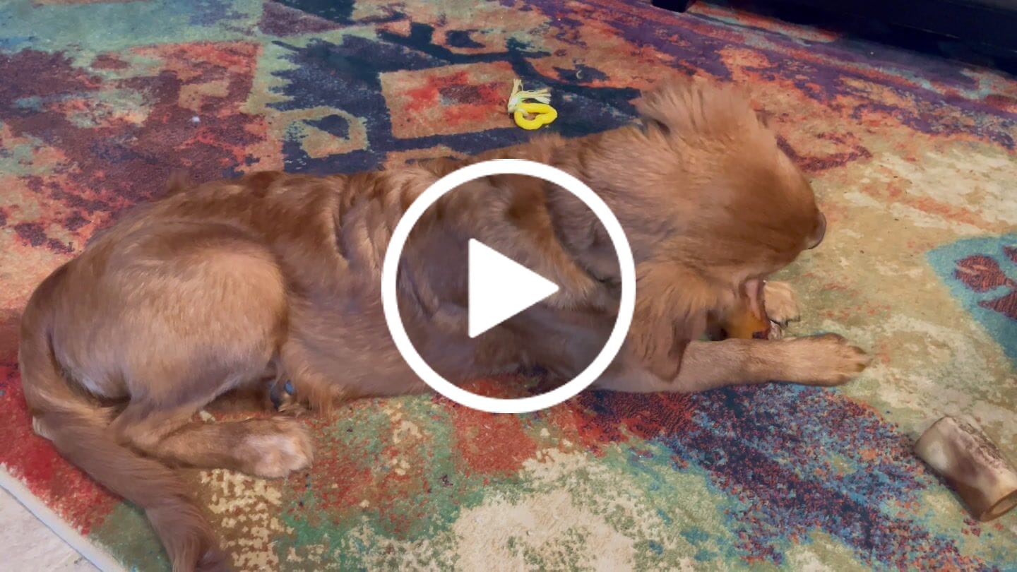 Customer video review of Pig Ears