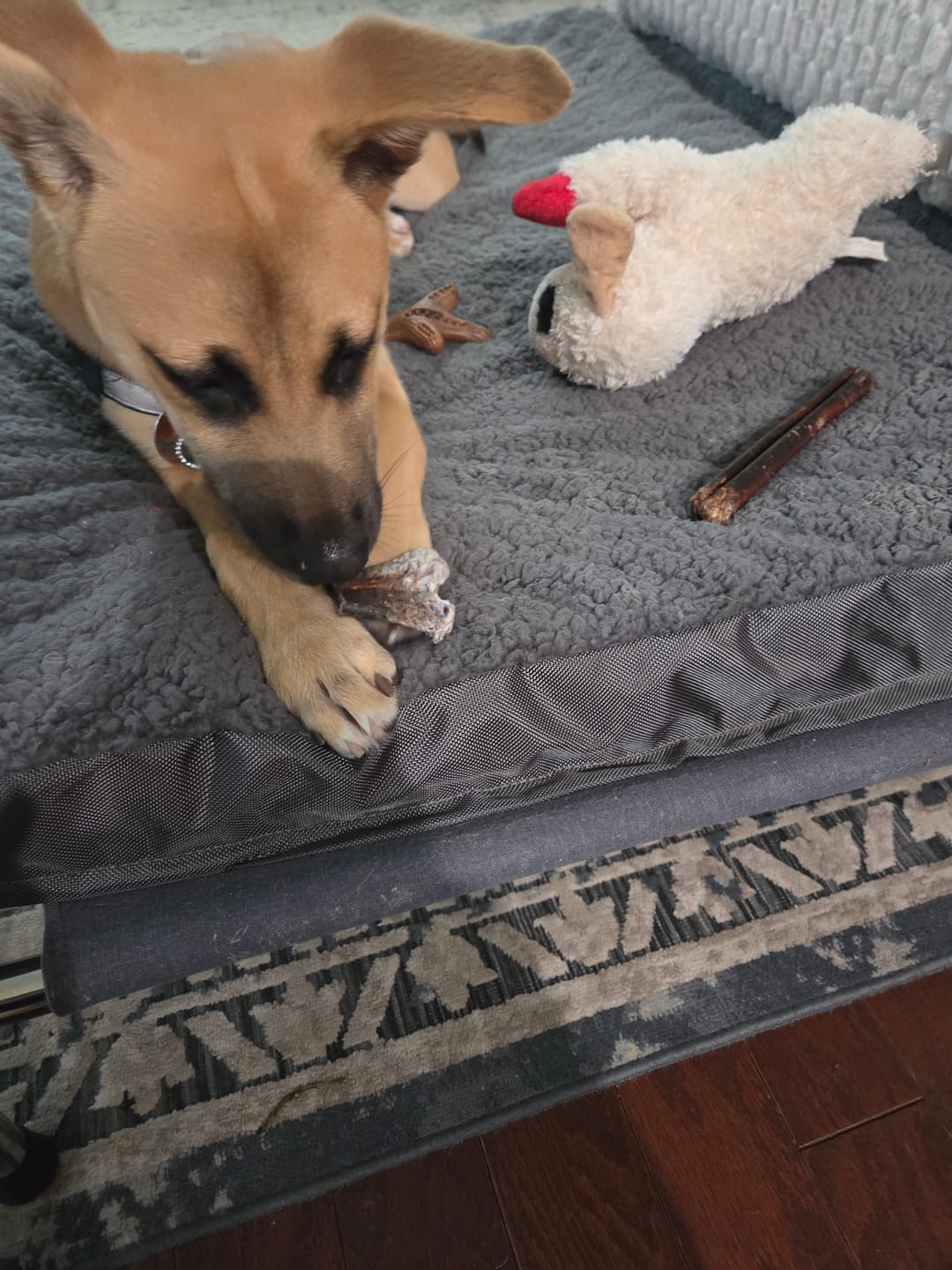 Customer photo review of Pumpkin Yak Chews
