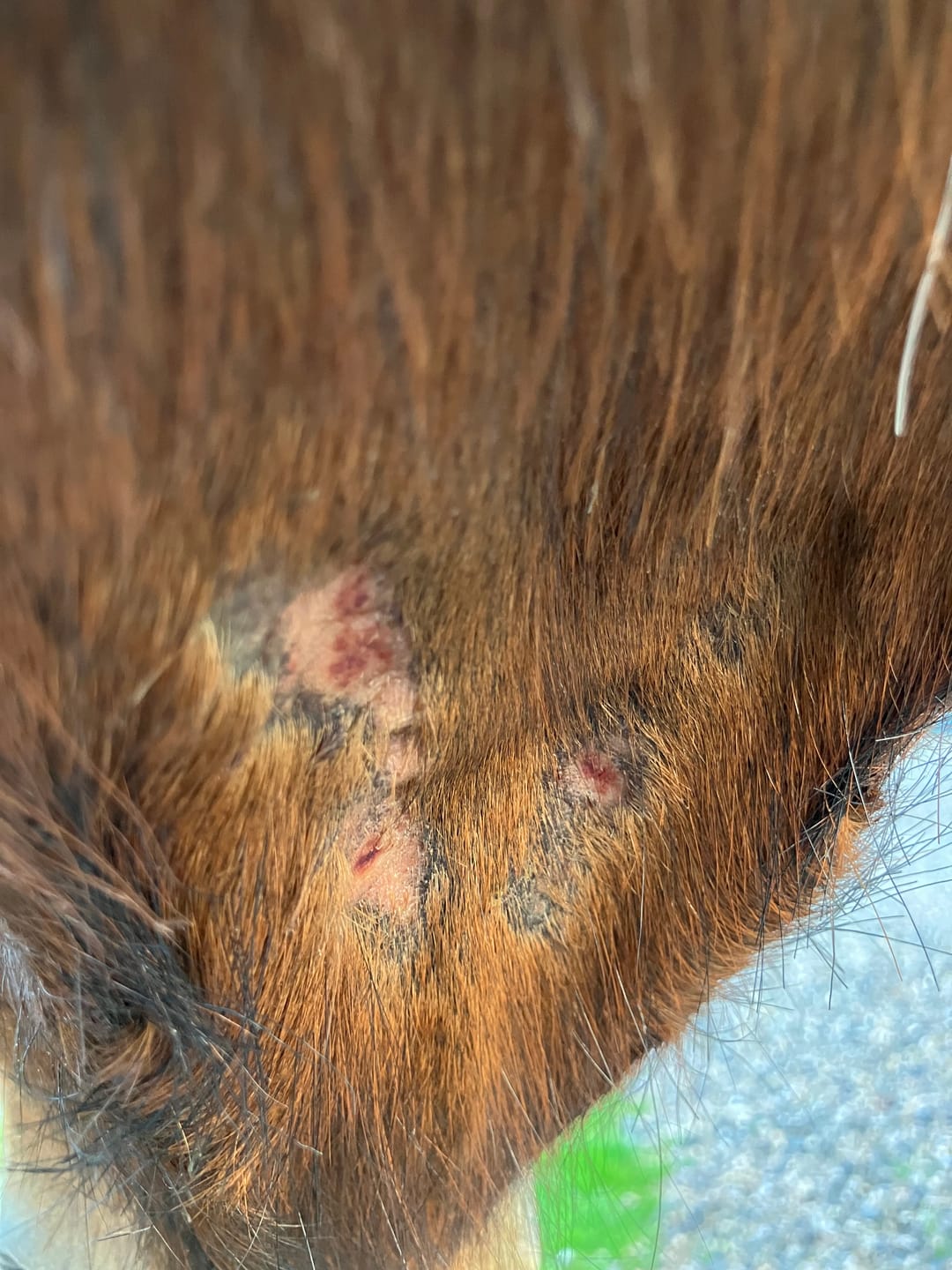 Customer photo review of Horse Skin Rescue Bundle
