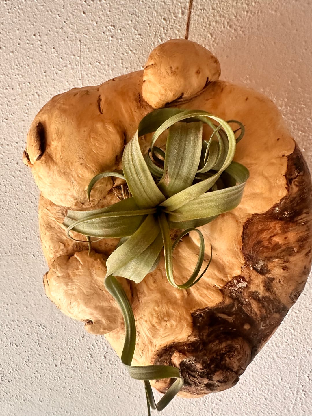 Customer photo review of Tillandsia "Curly Slim" - intermedia x streptohphylla