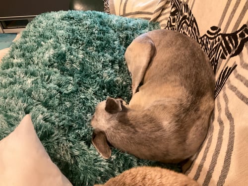 Customer's dog curled up and sleeping on the plush, teal Premium SuperMat Calming Bed.