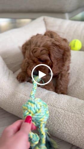 Customer video review of The Cosy Bed
