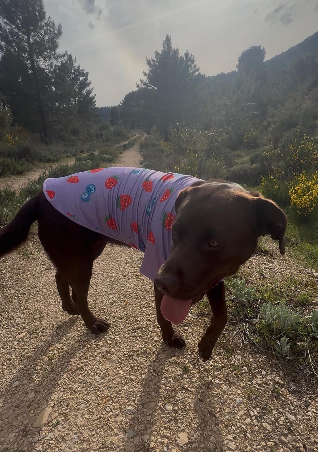 Customer photo review of Sunblock Dog T-Shirt - Berries