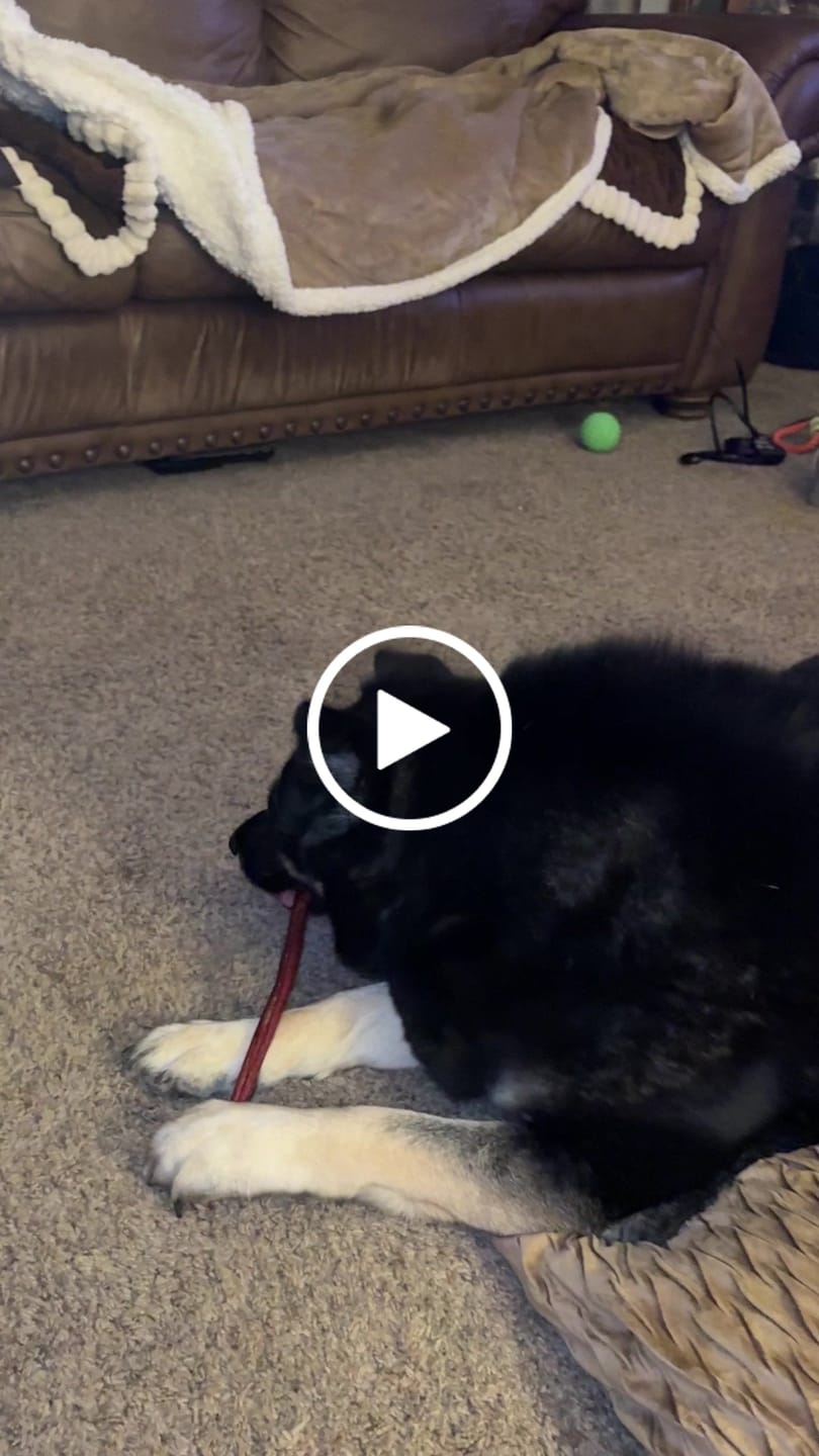Customer video review of Hickory Smoked Bully Sticks