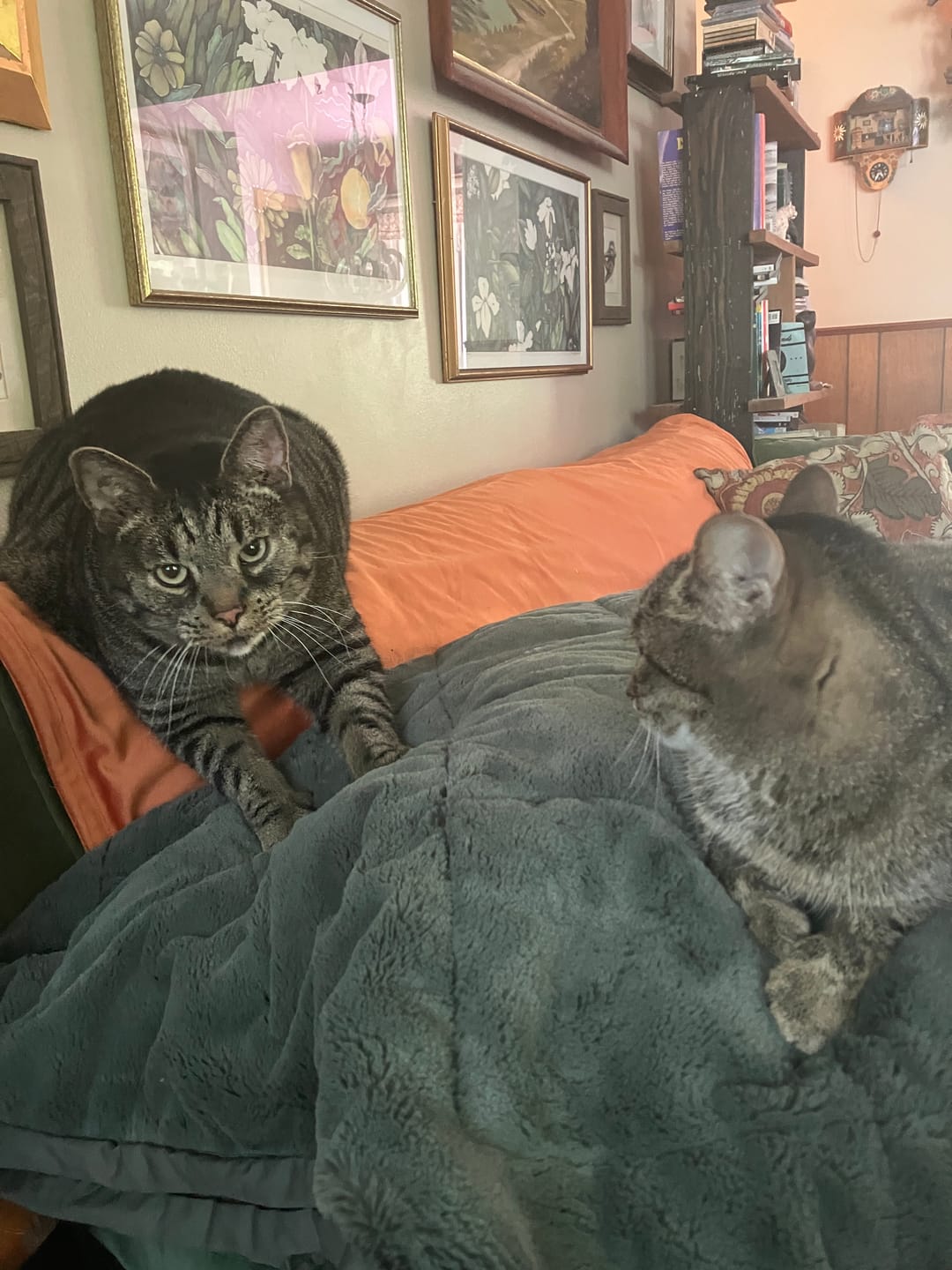 Customer photo review of Cat Calming & Aggression Aid