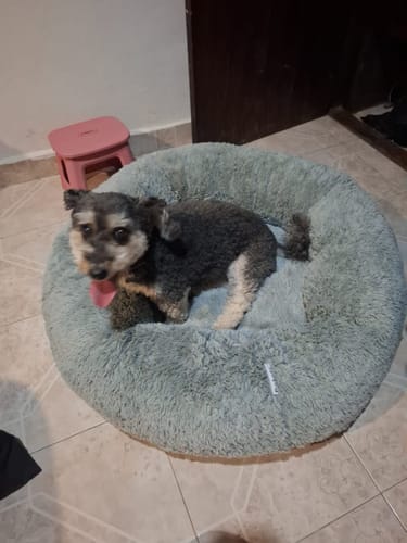 El perro de un cliente descansa en la Cama Antiestrés para Perros, que es redonda y afelpada.