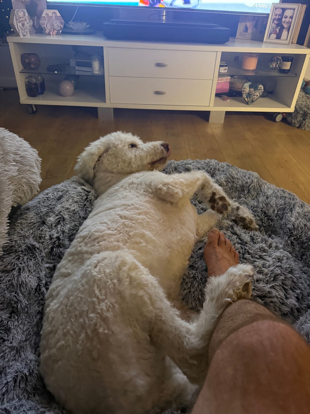 Customer photo review of Calming Pet Bed with Removable Cover