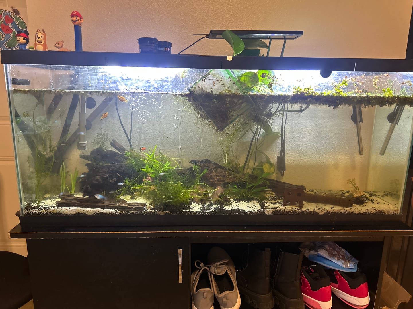 Customer photo review of Shrimp Fit+