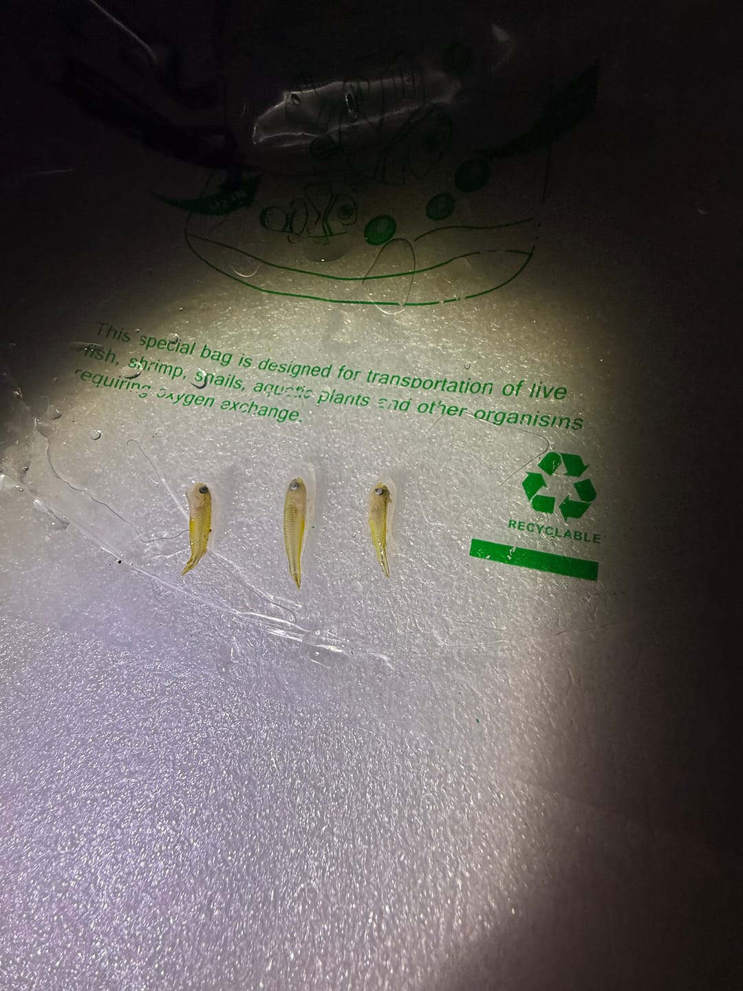 Customer photo review of Forktail Rainbowfish "NEW"