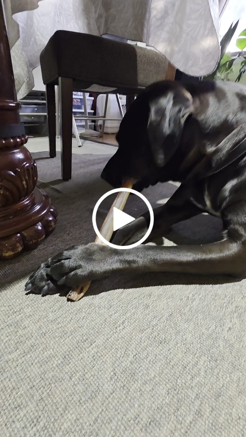 Customer video review of Regular Bully Sticks