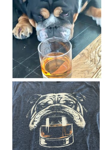 Customer's image comparing their real bulldog to the graphic on the Whiskey English Bulldog t-shirt.