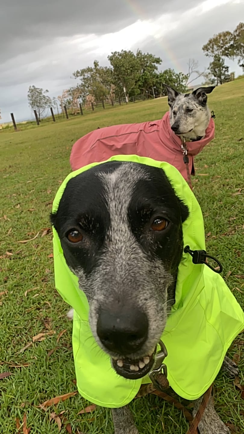 Customer photo review of Breatheshield™ Dog Raincoat  - Lime White Navy