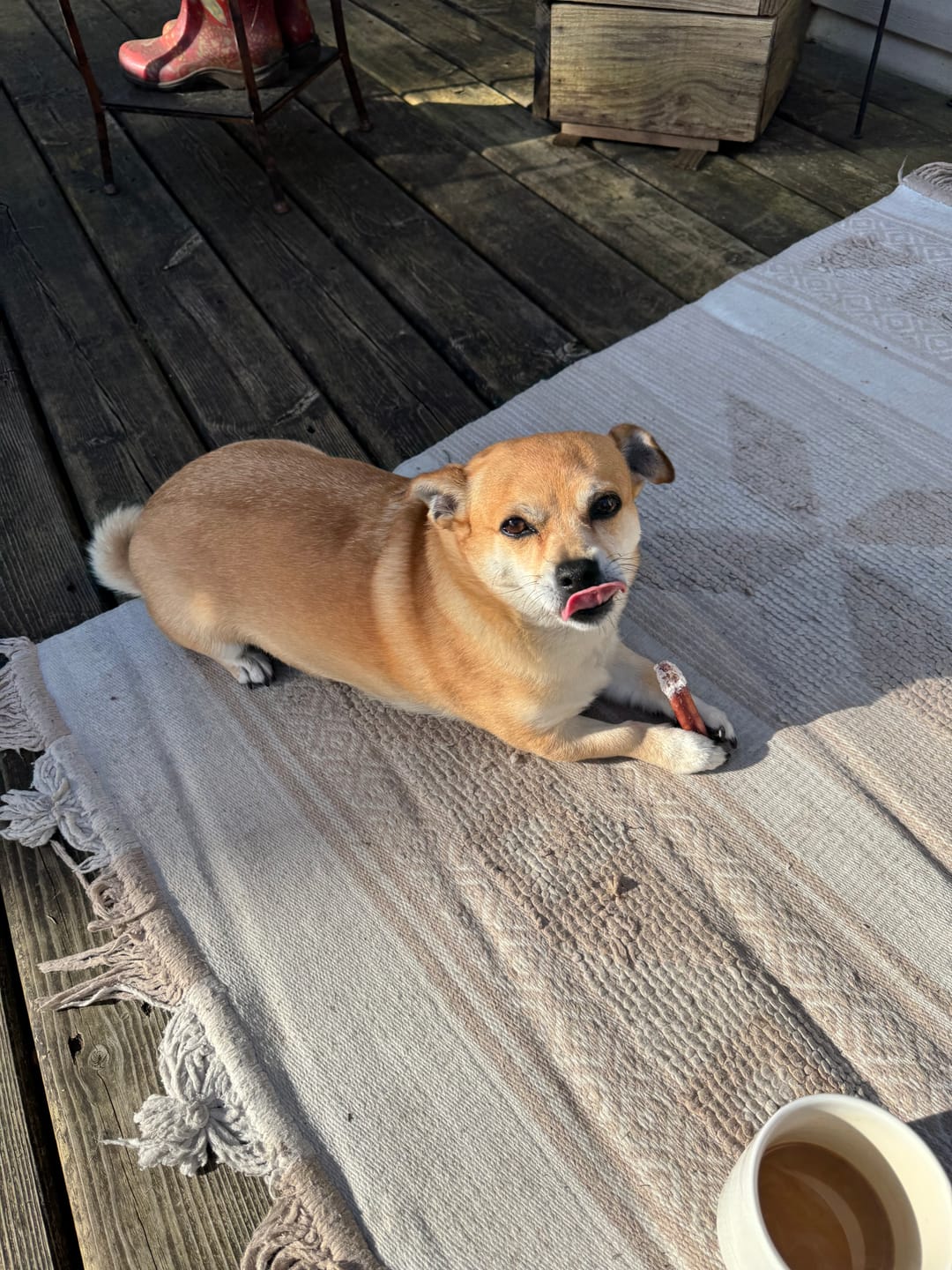 Customer photo review of 6 Inch Thick Bully Stick