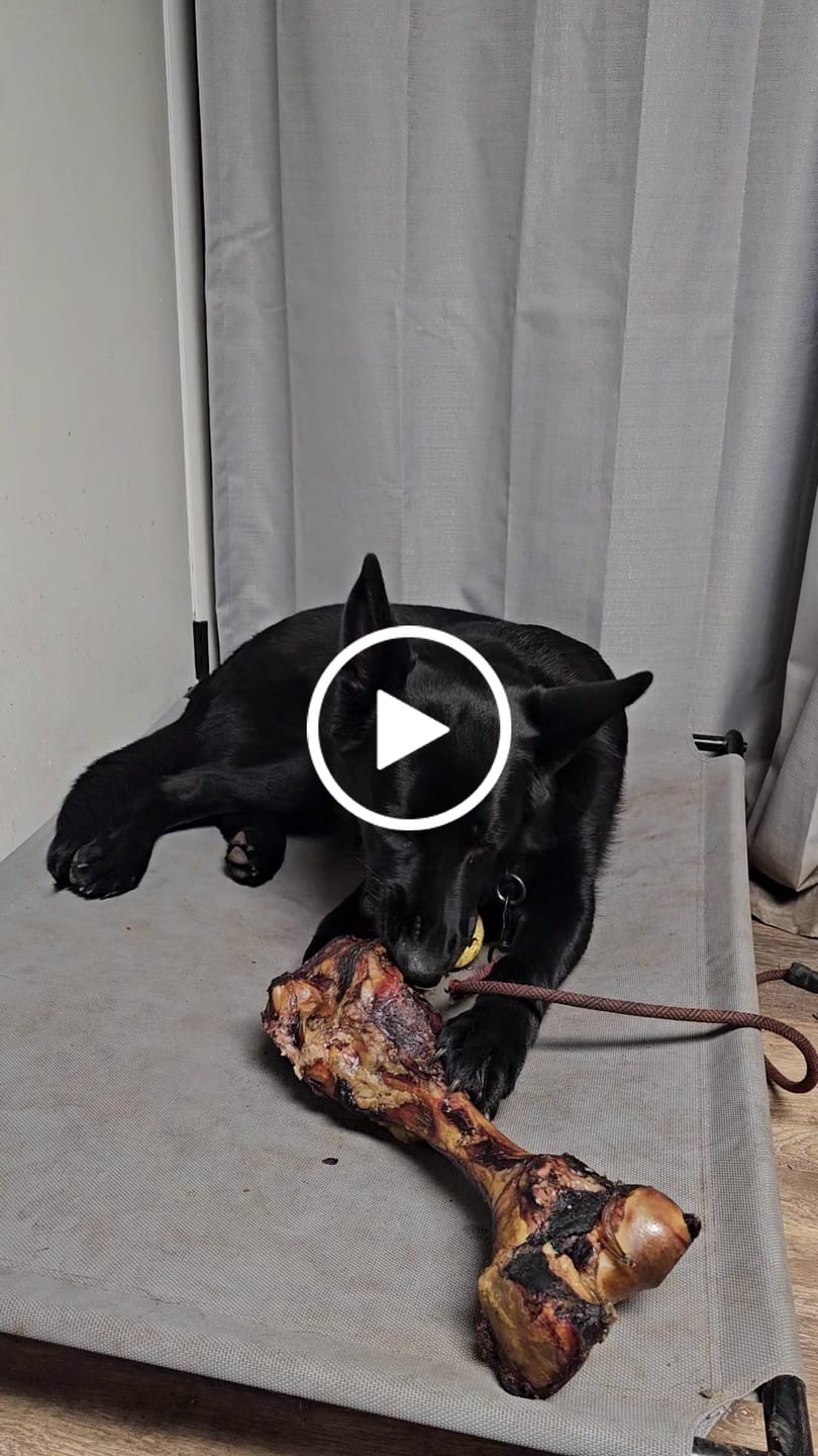 Customer video review of Beef Gullet Jerky Sticks 6"