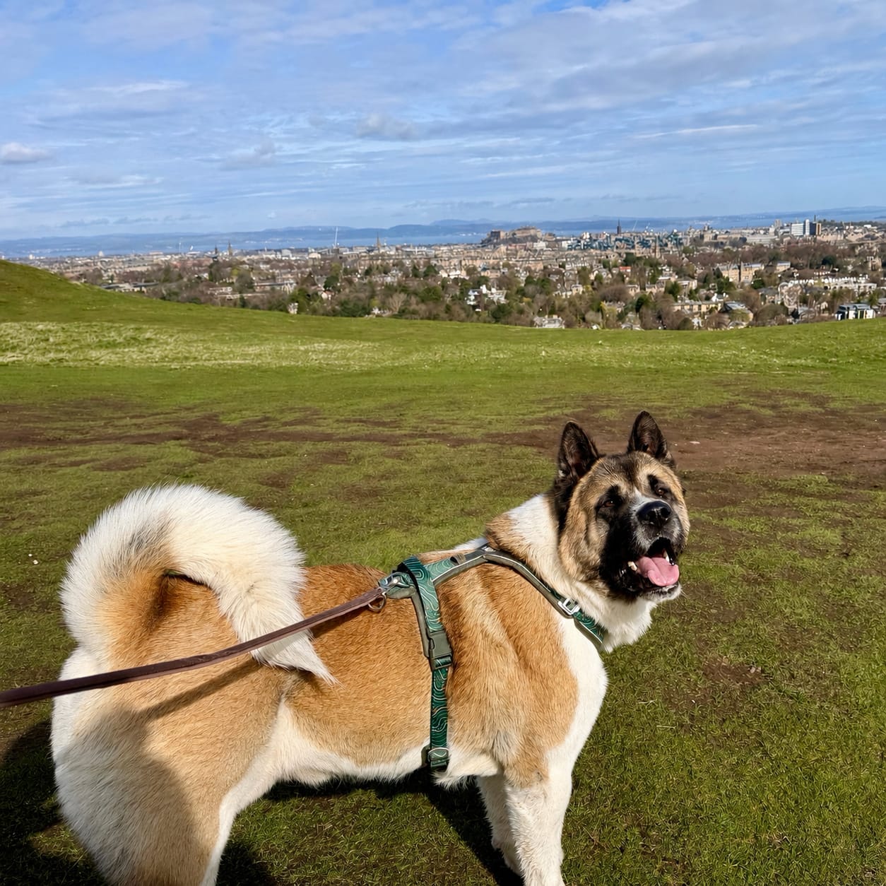 Customer photo review of Apex® Harness
