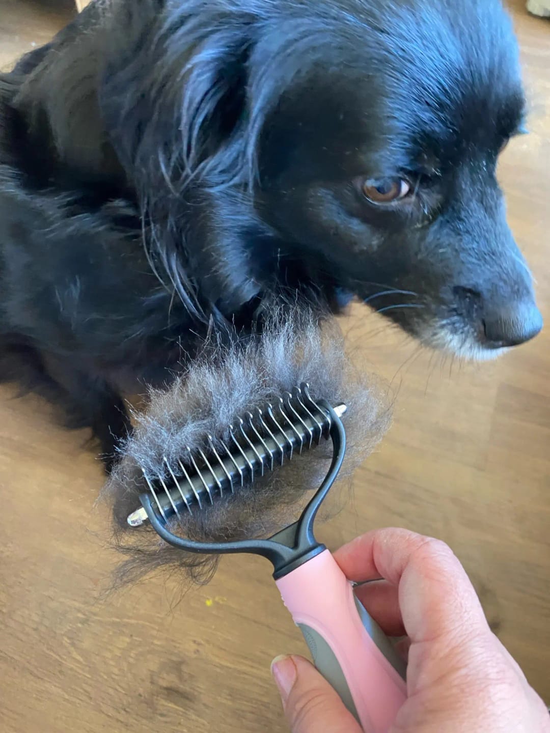 Customer photo review of FurFlow Dog Deshedding Undercoat Rake Brush | Ultimate Dog Grooming Tool