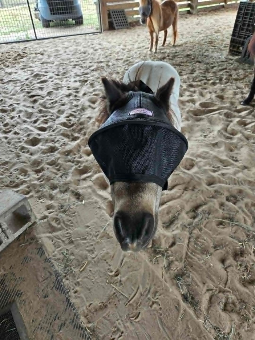 Customer photo review of Solar Vizor Fly Mask - Standard Style