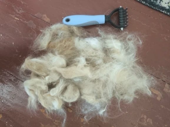 Customer photo review of FurFlow Dog Deshedding Undercoat Rake Brush | Ultimate Dog Grooming Tool
