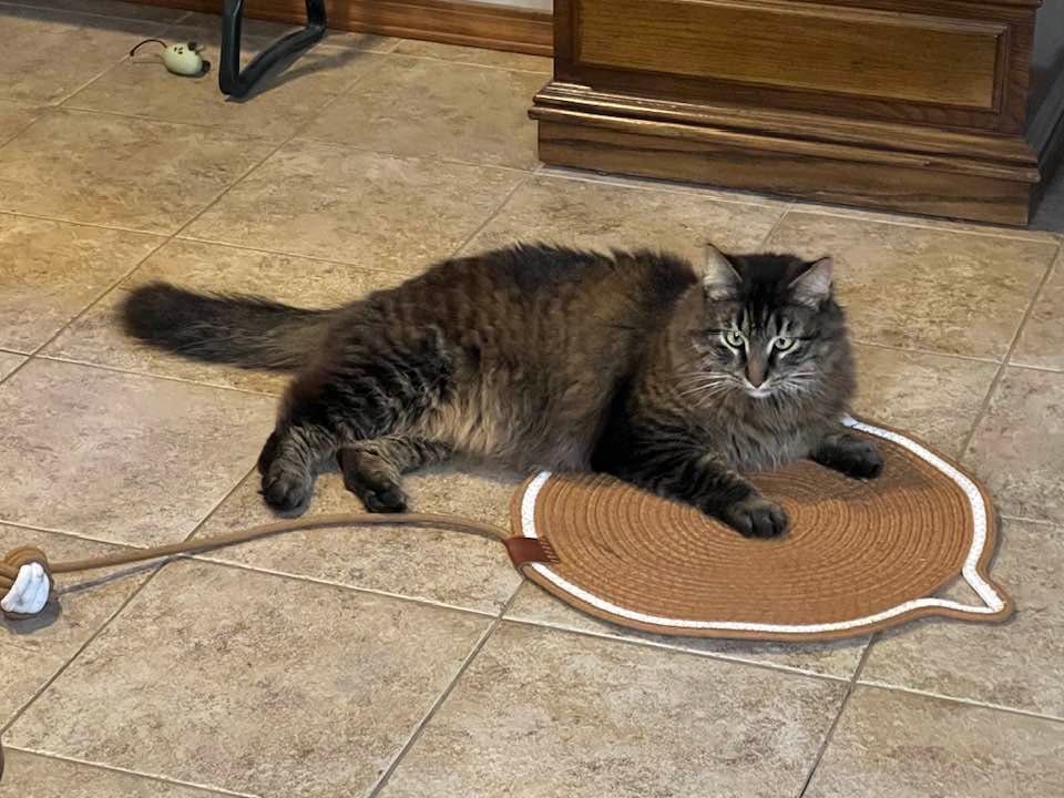 Customer photo review of Instinct Mat | The Scratching Mat Her Biology Actually Recognizes (NEW)