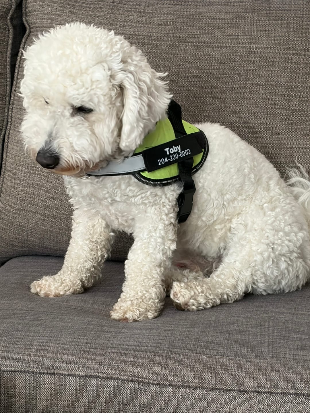 Customer photo review of Dogshood ™