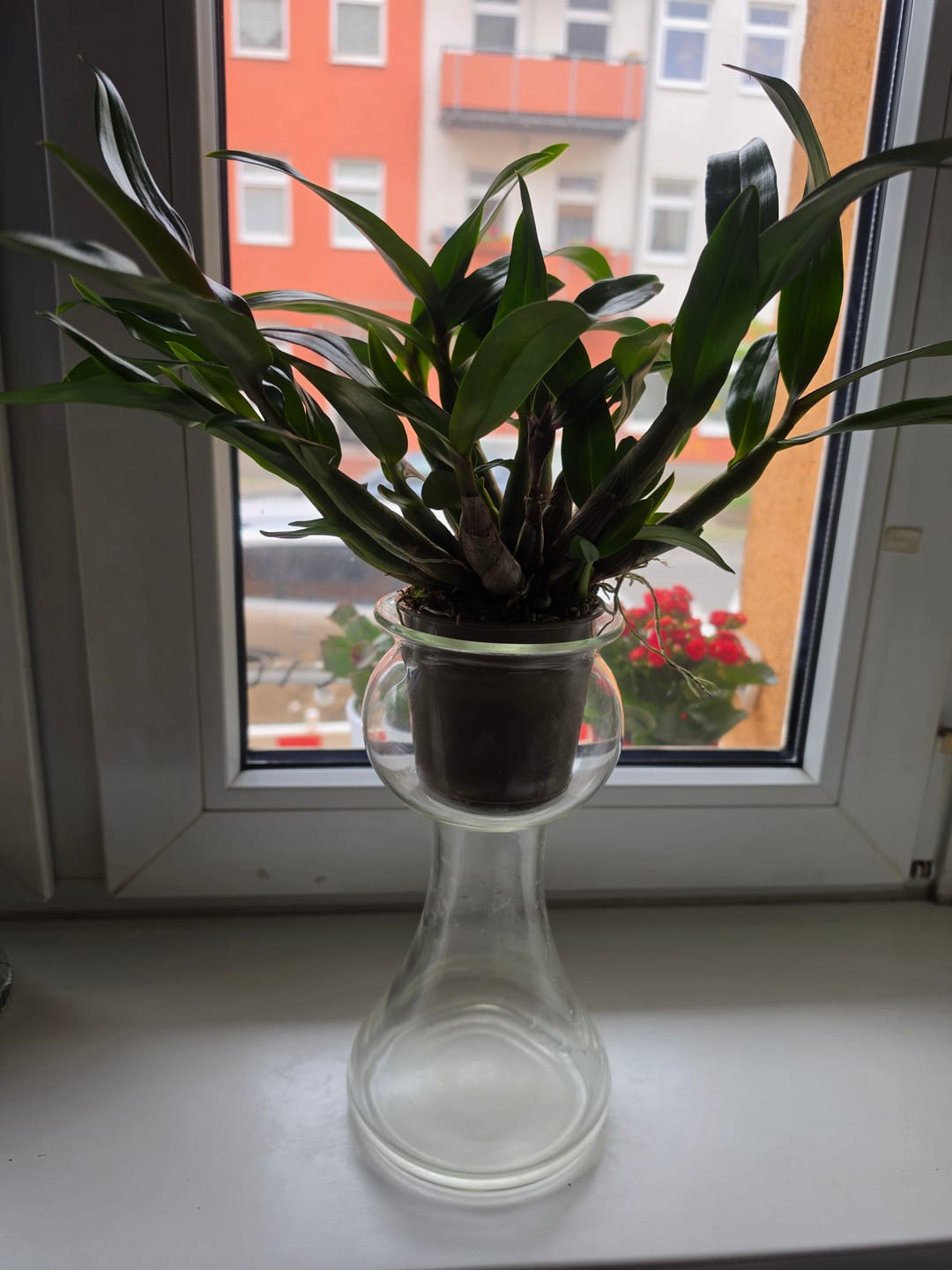 Customer photo review of Dendrobium Hibiki mit pinken Blüten