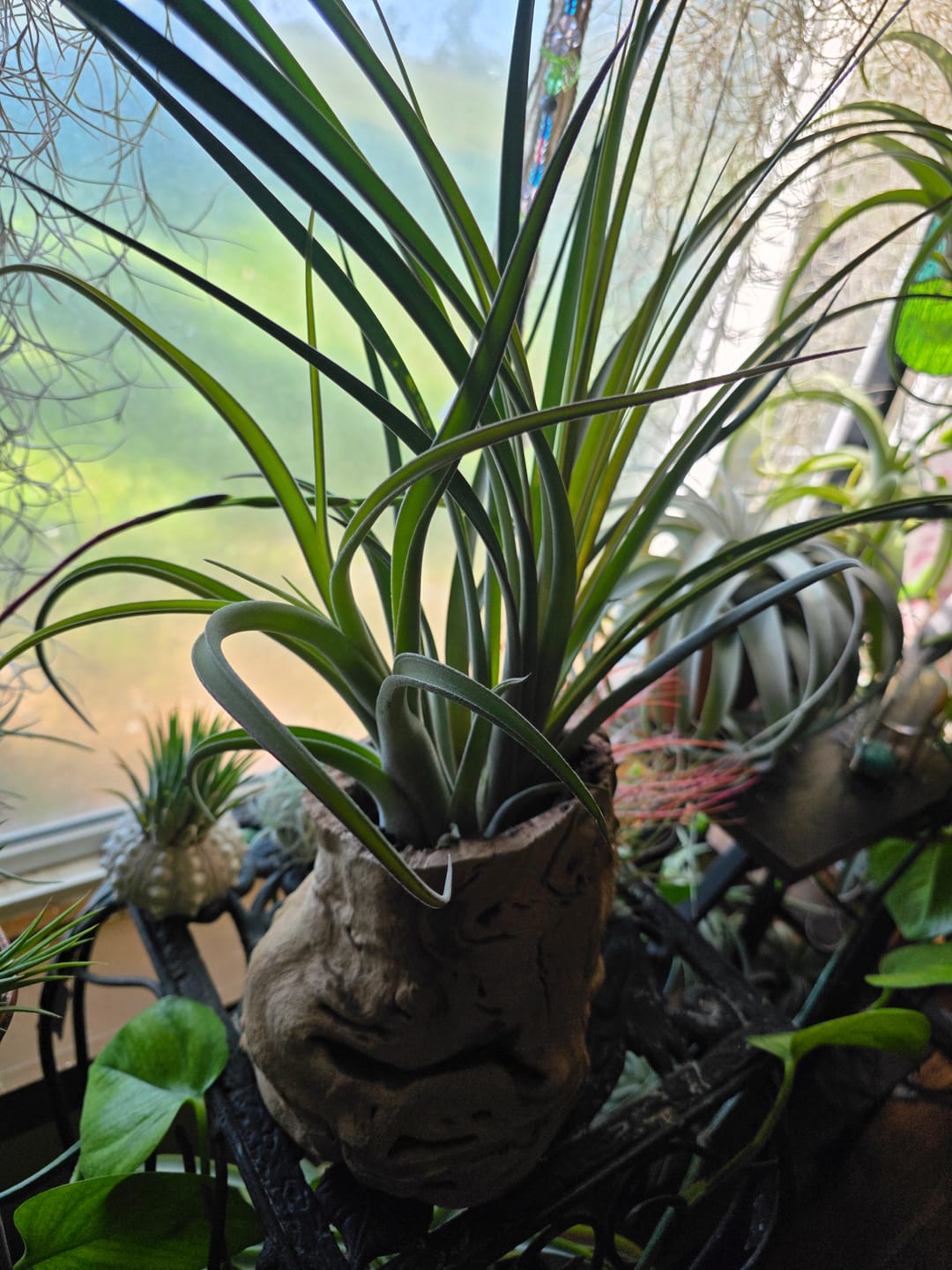 Customer photo review of Long John  (pseudobaileyi x intermedia)
