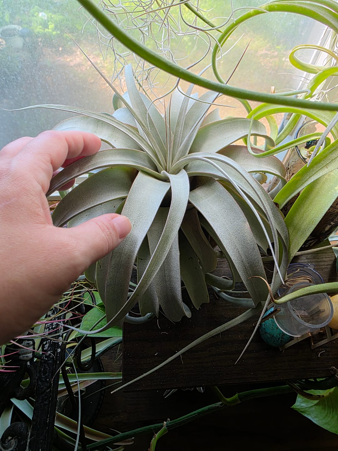 Customer photo review of Xerographica Thick Leaf Form  *Cannot Be Shipped Internationally*