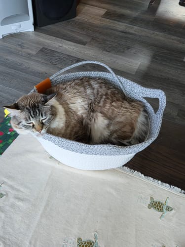 Customer photo review of Instinct Basket | Meet the first research-backed natural territory for indoor cats