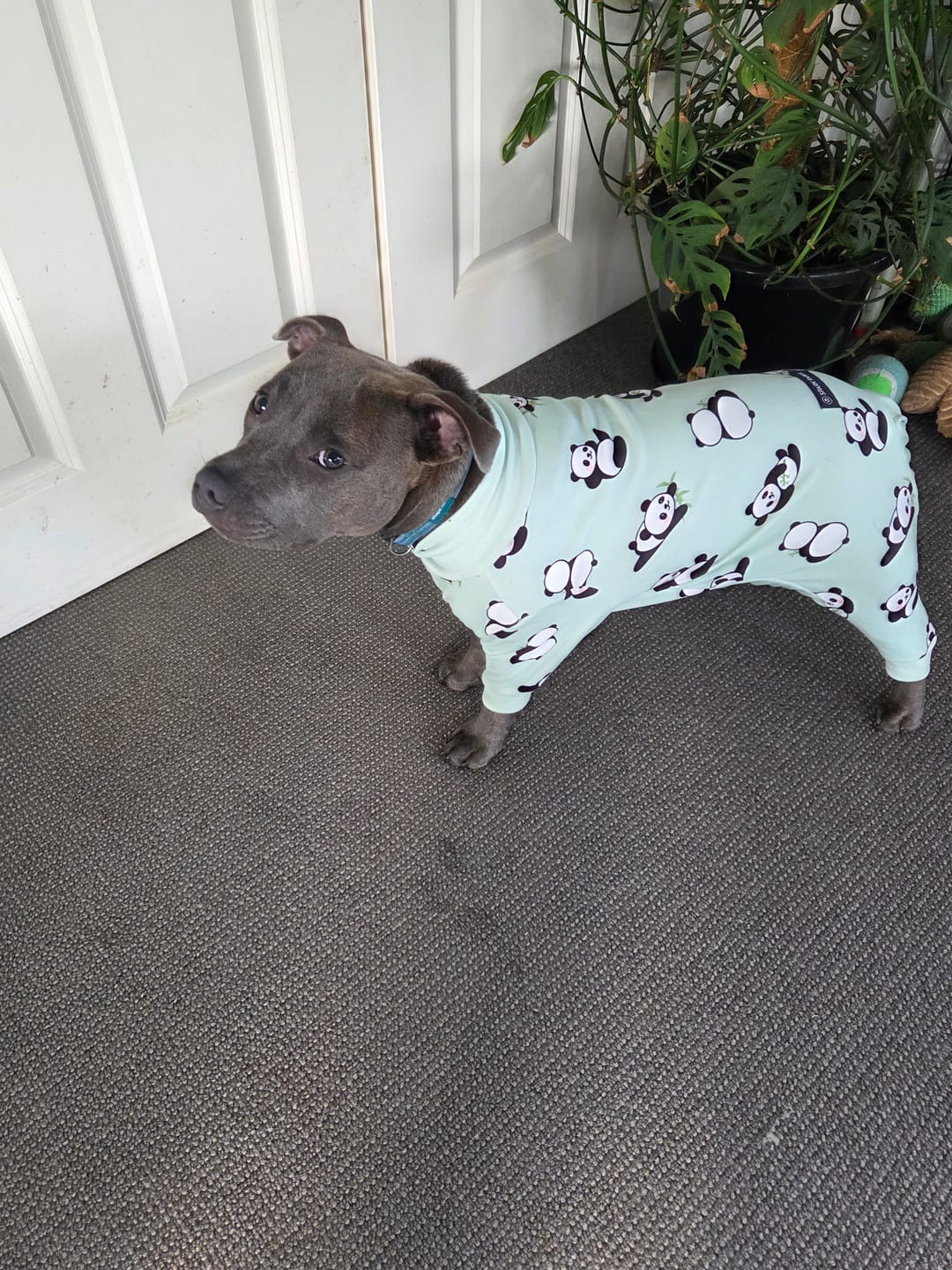 Customer photo review of Dog Pajama - Panda