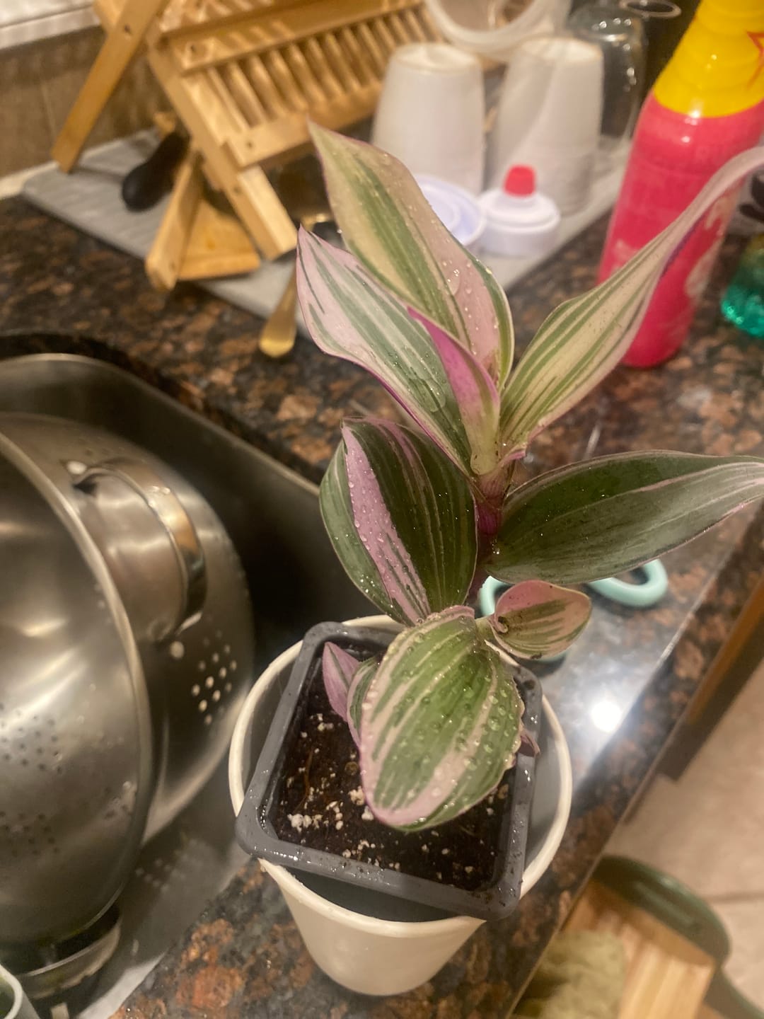 Customer photo review of Rare Tradescantia Nanouk Lilac Plant | Rare Tradescantia Pot | Rare Pink Wandering Jew | Easy care hardy indoor houseplant in a nursery pot