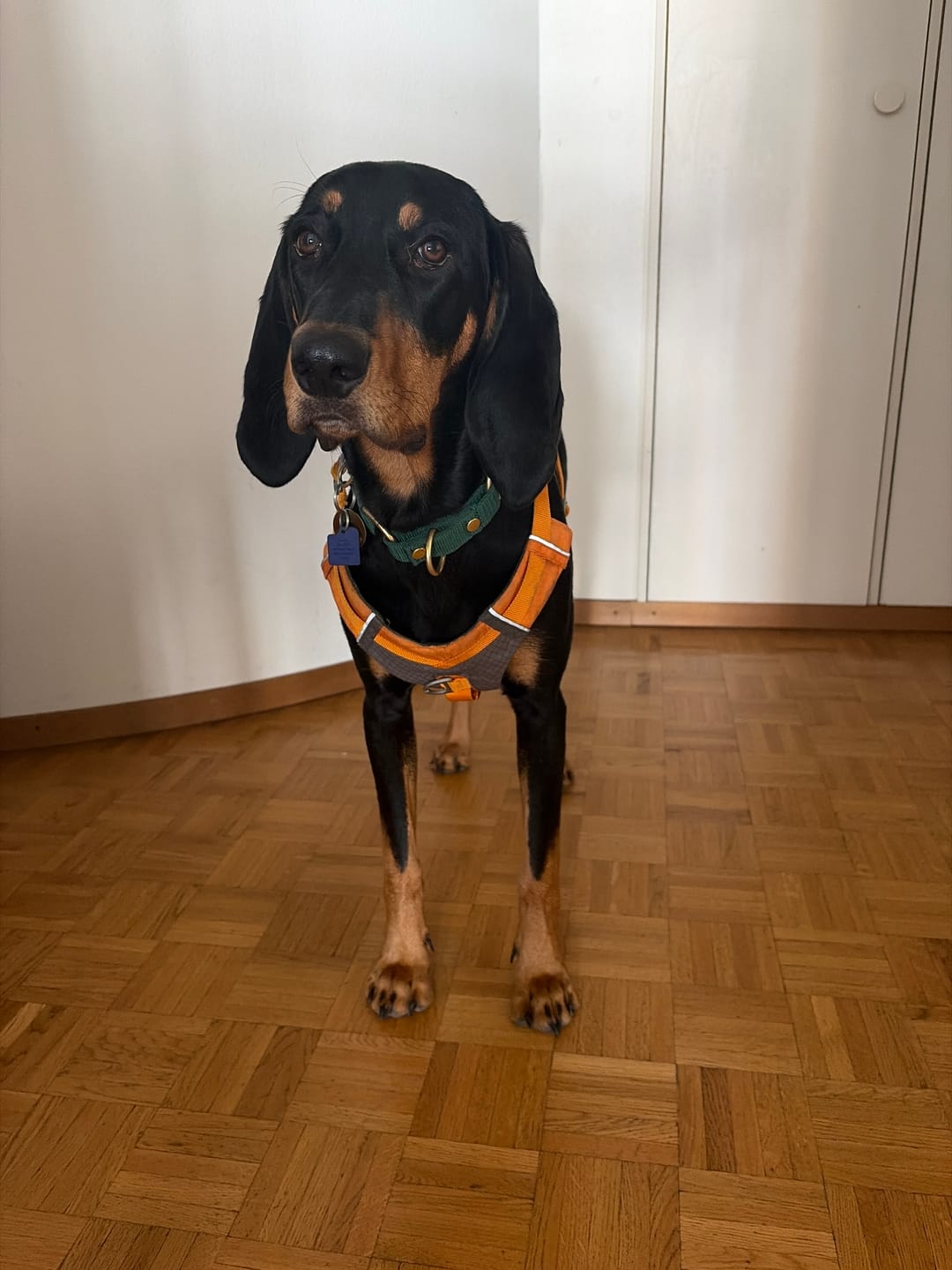 Customer photo review of Martingale Golden Forest Green - Brett fodrat halsband halvstryp