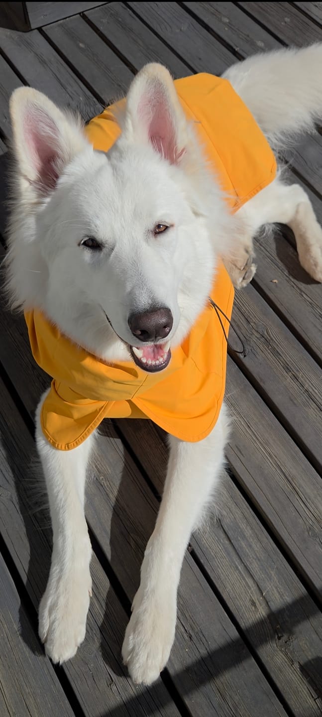 Customer photo review of Breatheshield™ Dog Raincoat - Mustard Yellow