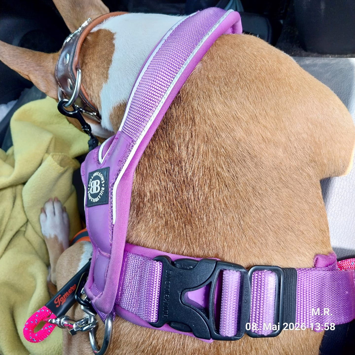 Customer photo review of Slip on Harness | Foam Padded - Purple