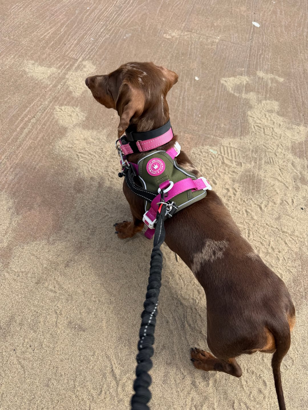 Customer photo review of Trail & Glow Dog Harness - COLOUR DROPS® - Olive it Hot