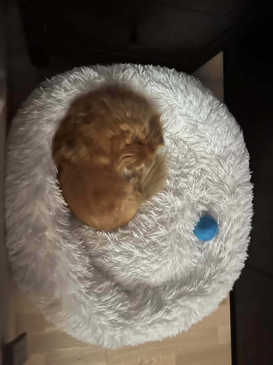 Customer photo review of Ersatz Innenkissen - Fluffy Plus