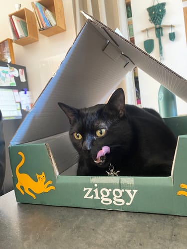 Le chat noir d'une cliente se léchant les babines dans la boîte de livraison verte des croquettes.