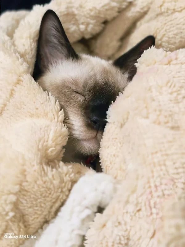 Customer photo review of Sherpa Fleece Blanket – Reversible Winter Throw