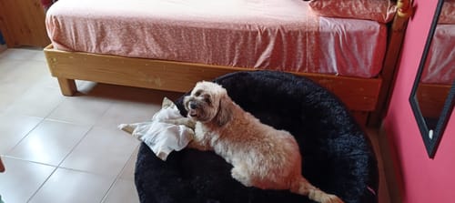 Un cliente muestra a su perro pequeño de color claro descansando en la Cama Antiestrés negra.
