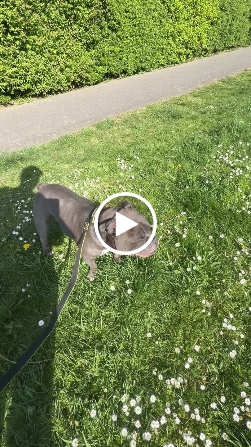 Customer video review of 1.4m Lighter Swivel Combat Lead | Anti-Tangle & Secure Clip - Black x Yellow