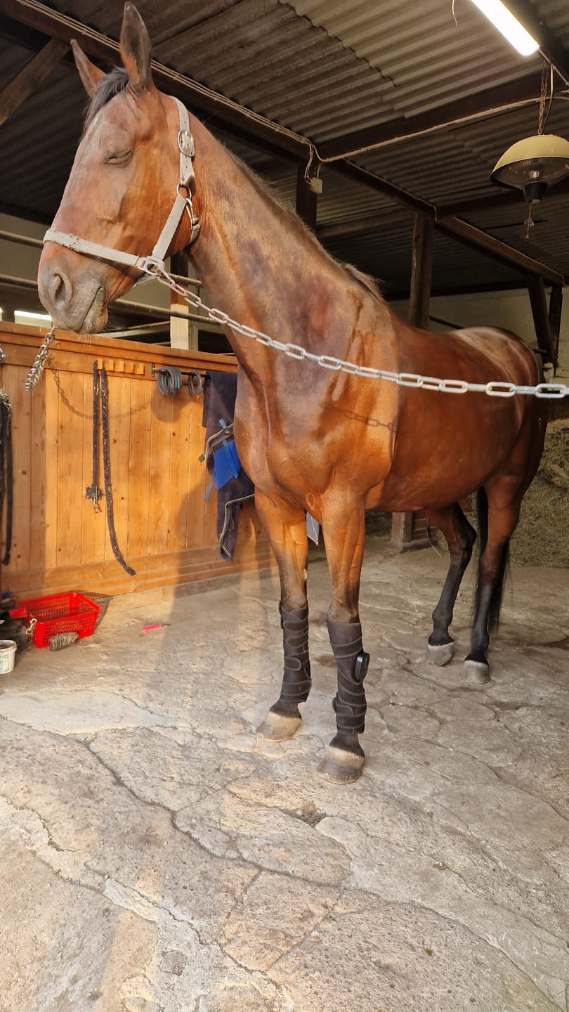 Customer photo review of EquiThera K2 - Rödljusterapi Damasker