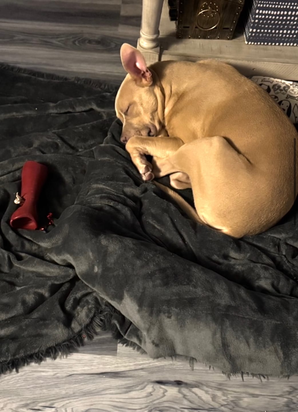 Customer photo review of 6 Inch Monster Bully Stick