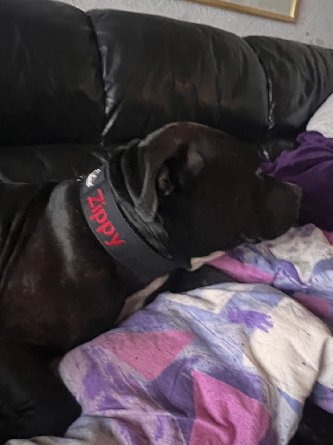 Customer photo review of Martingale halsband med namn