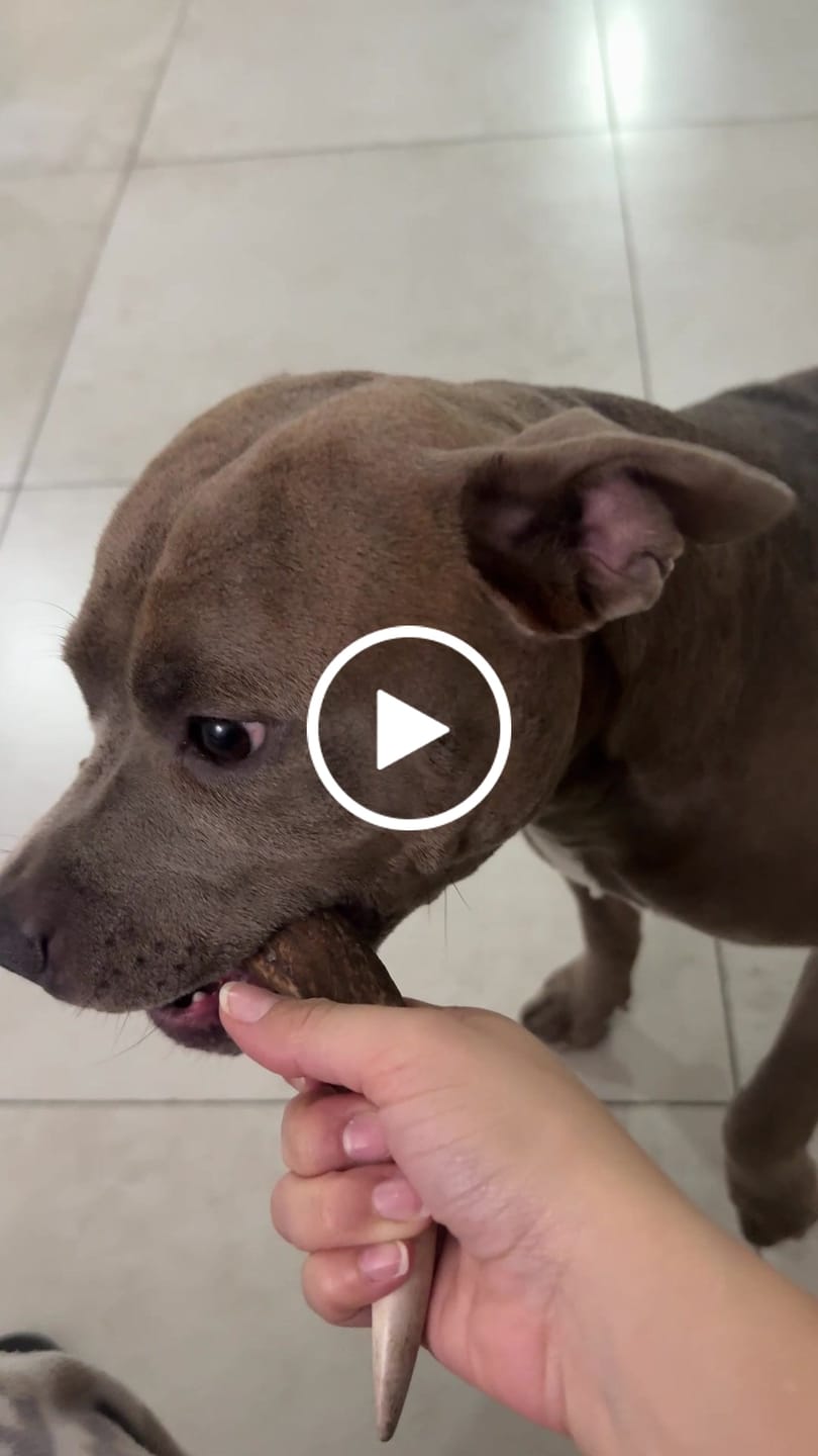 Customer video review of Asta de ciervo para perros - Regular