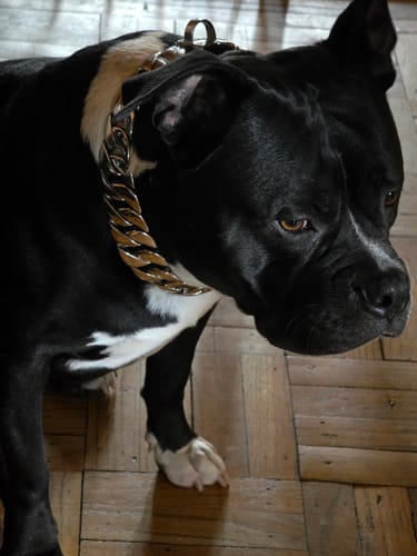 Customer photo review of Warranty Return / Repair. - 9802.00.50 / Dog Collar - 4201.00.3000