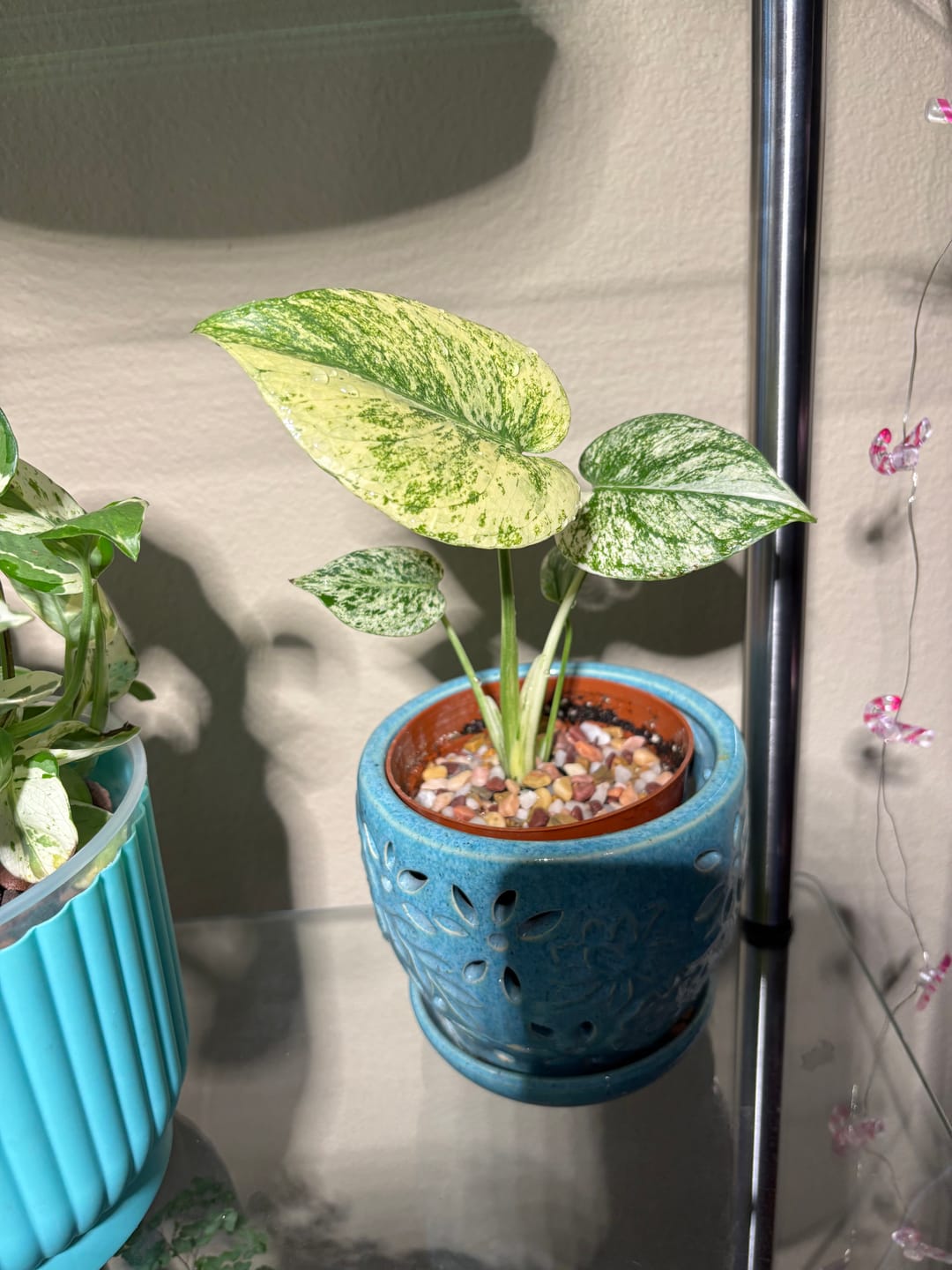 Customer photo review of Monstera 'Mint'