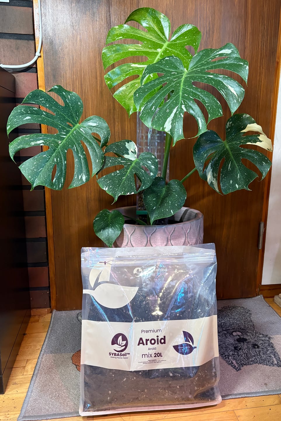 Customer photo review of Aroid Mix (Monstera e.t.c.)